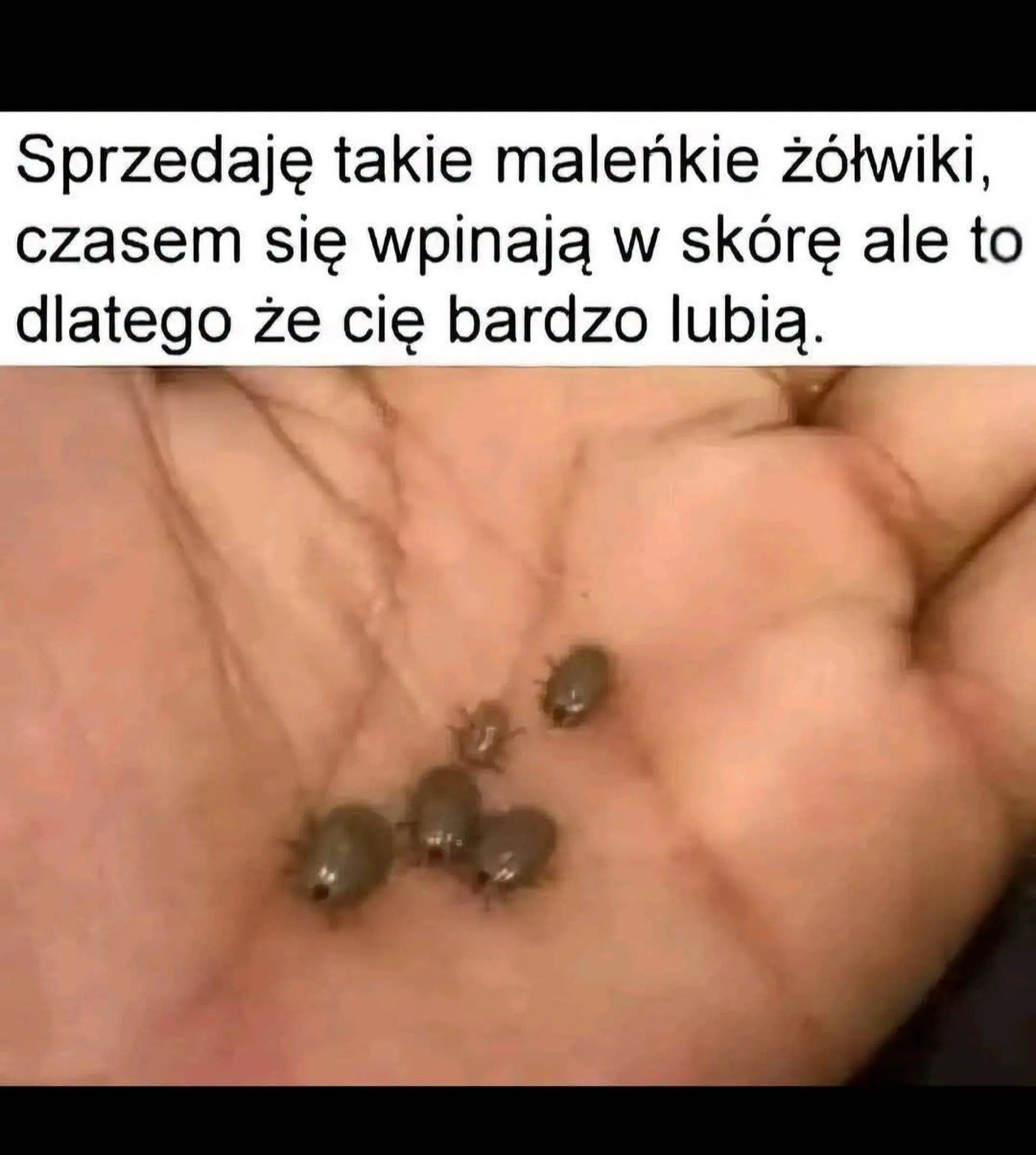 Żółwiki