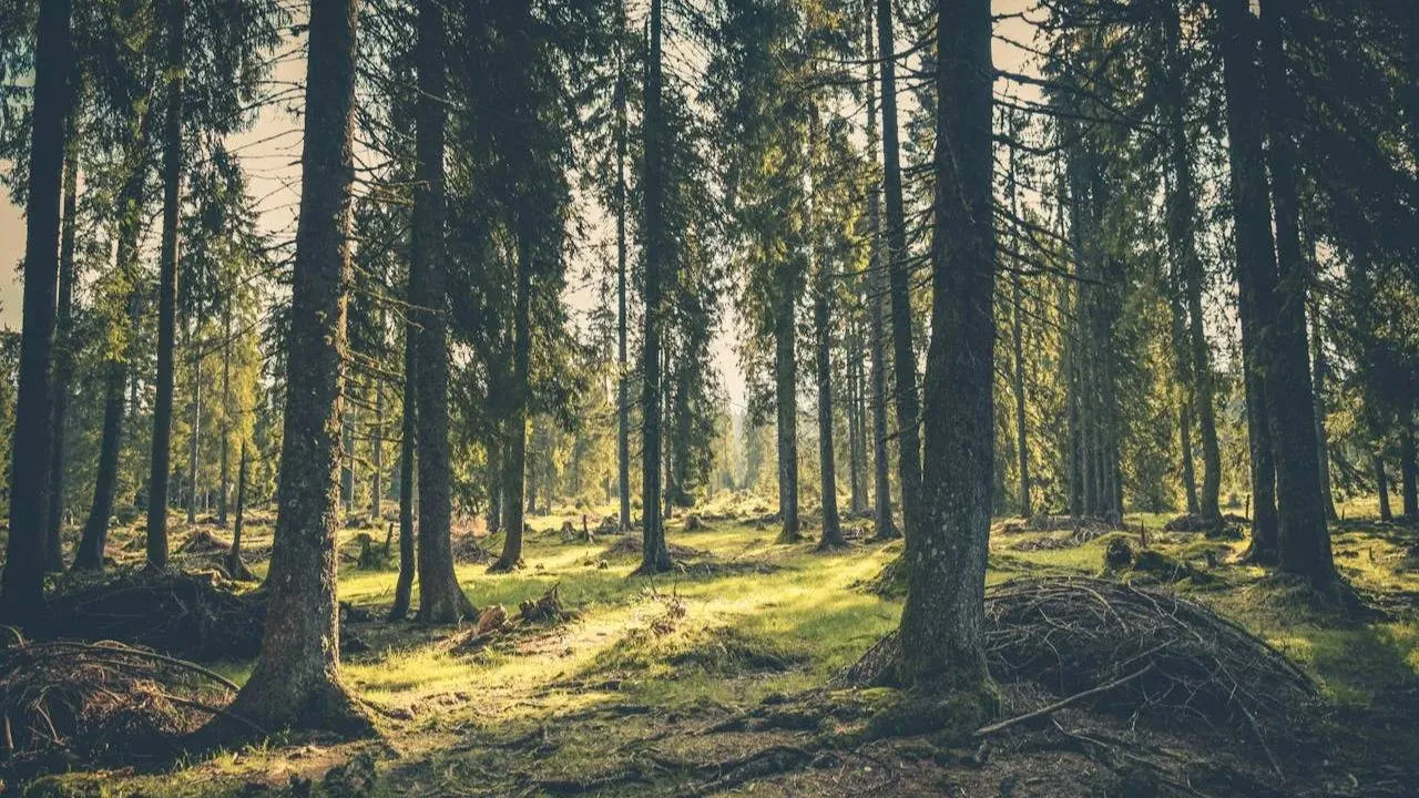 Rząd podgrzewa konflikt o Turnicki Park Narodowy. Chce ustanowić go "tylnymi drzwiami"