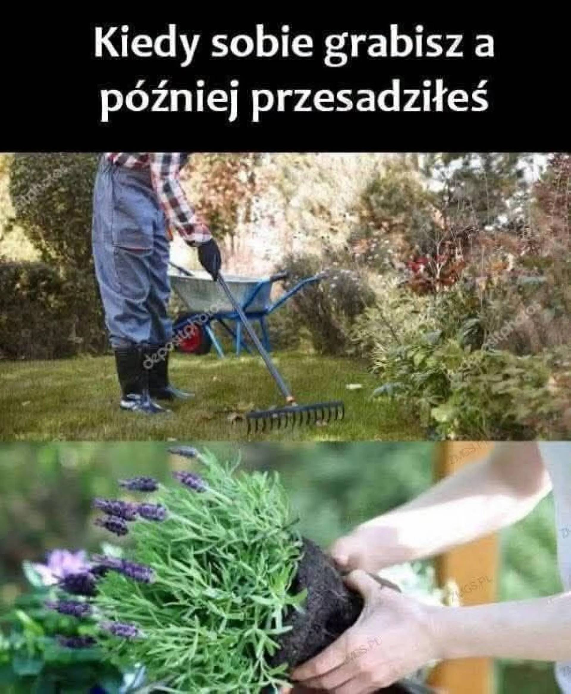 Grabisz