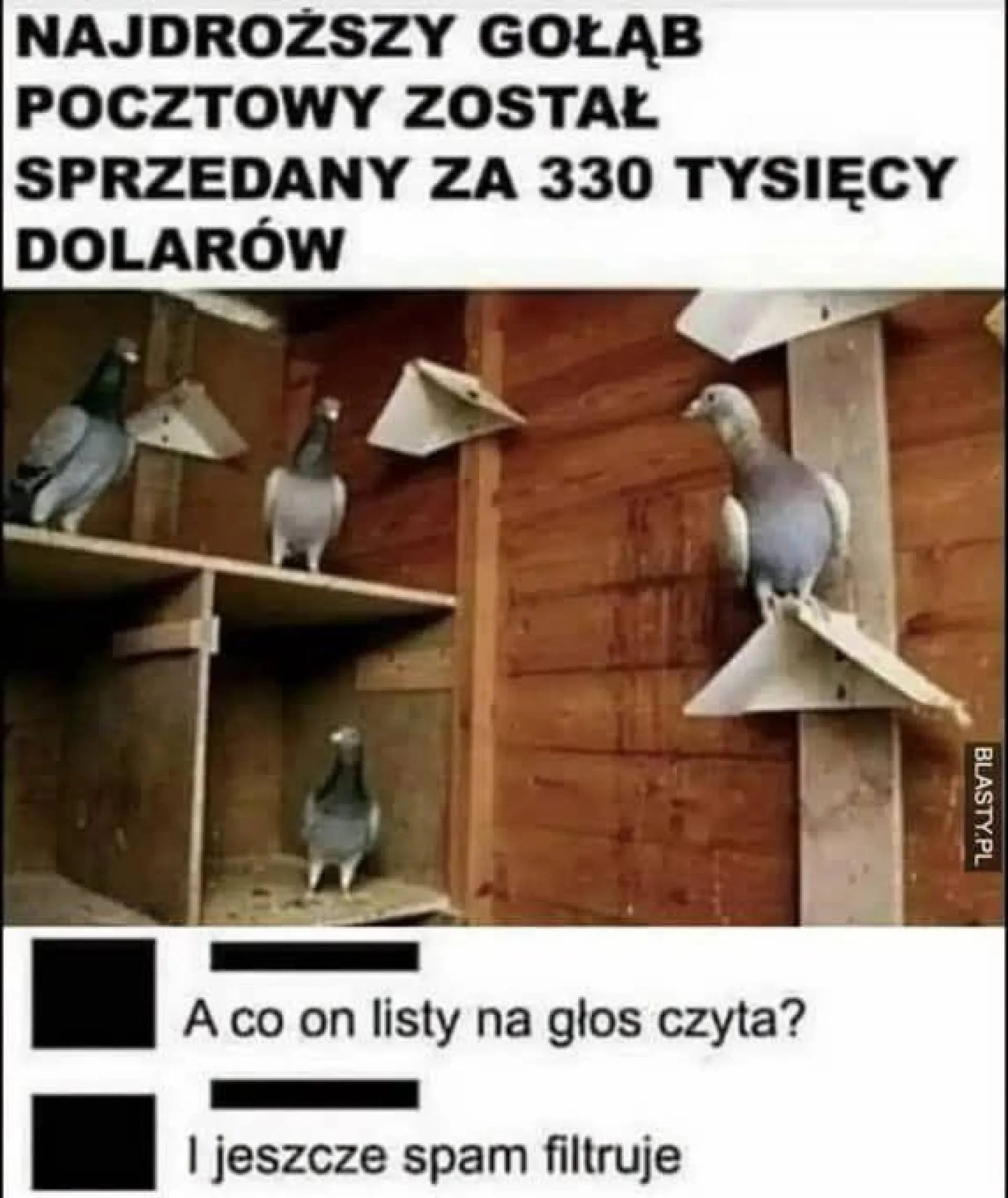 Gołąb pocztowy