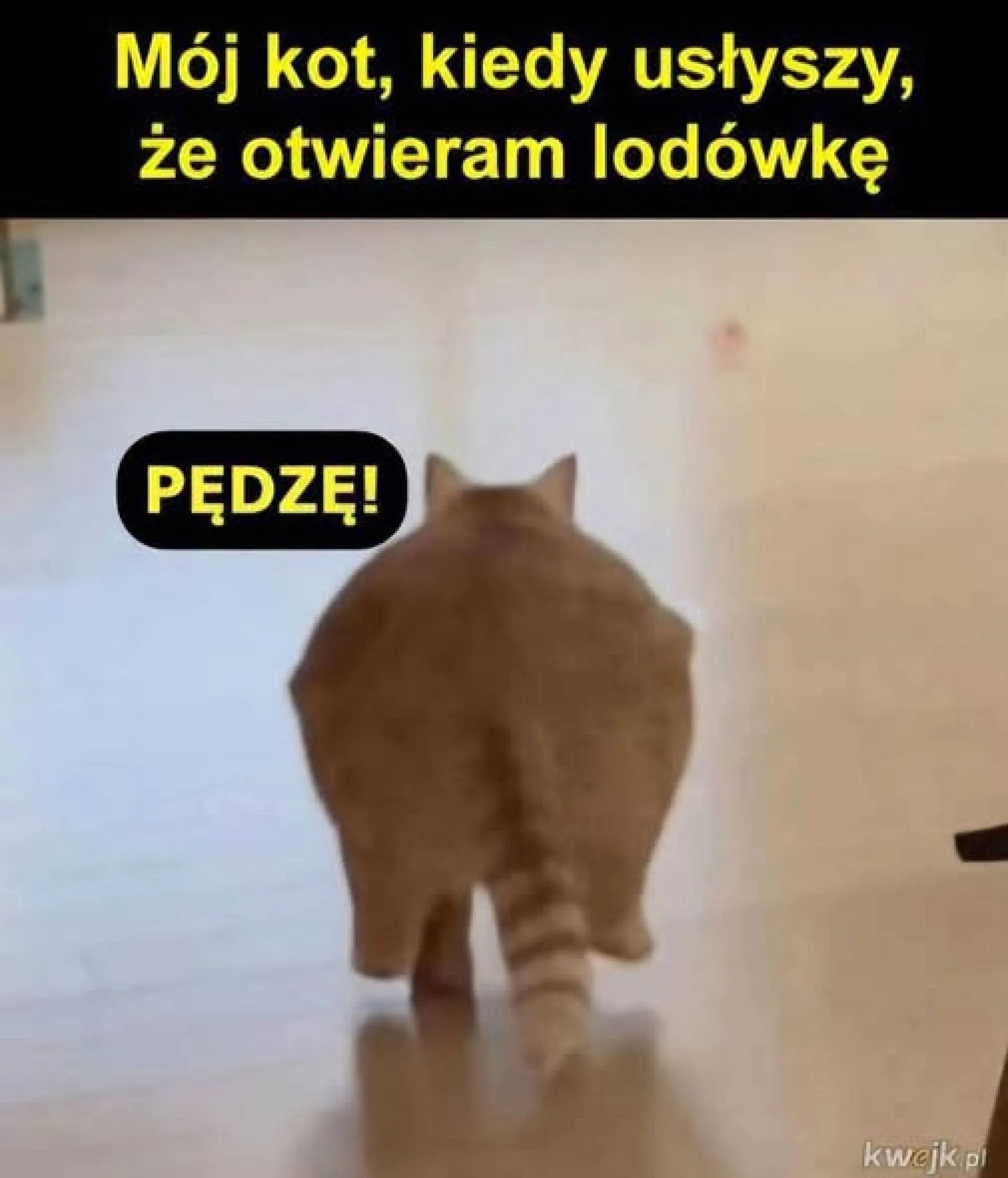 Koty