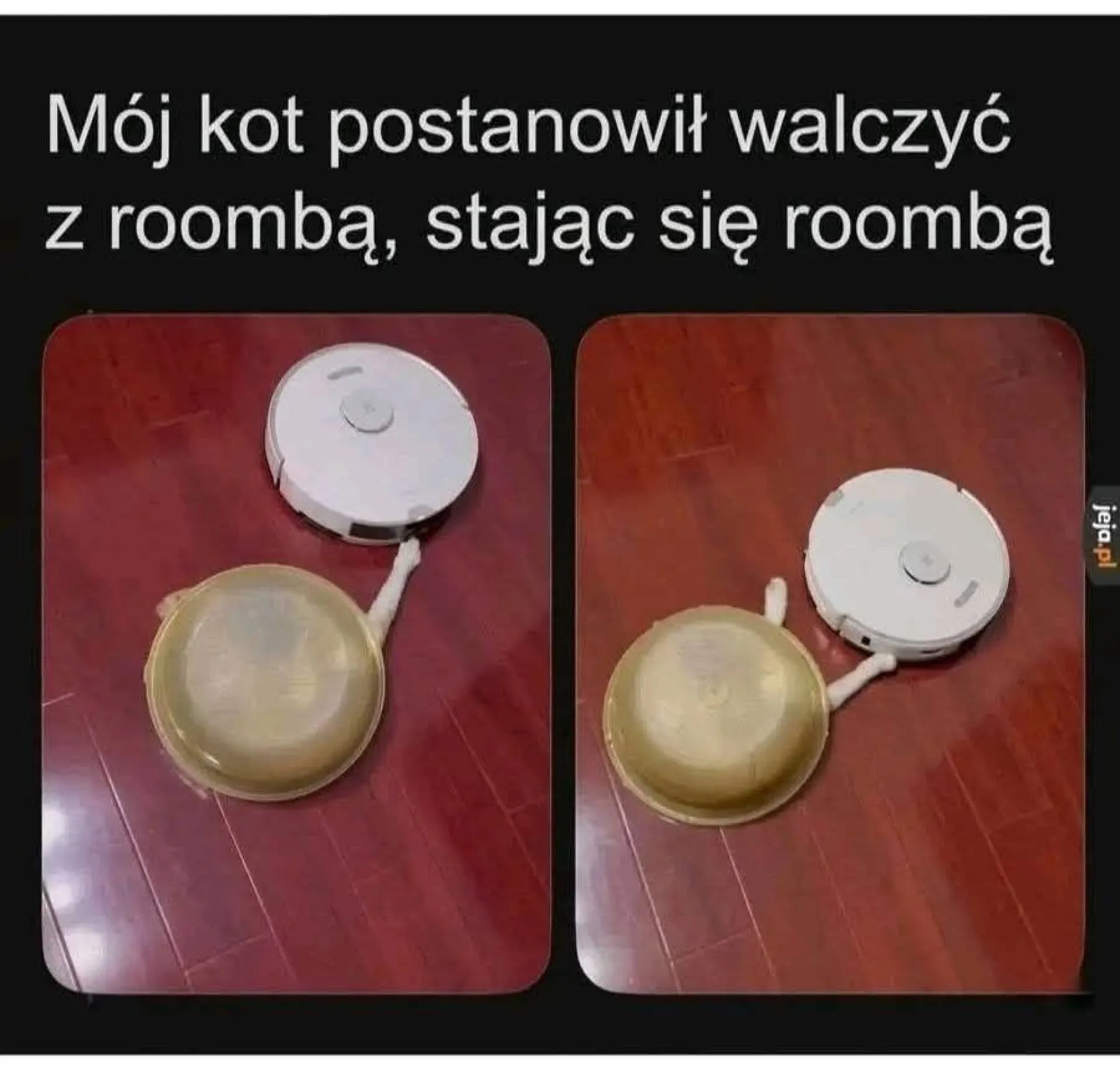 Kot waleczny