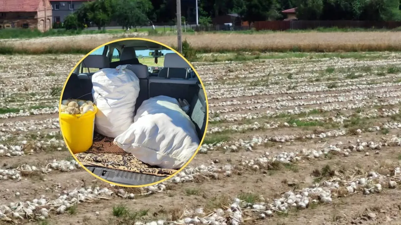 Zaoferowali mu szokującą cenę. Zdesperowany rolnik oddaje cebulę prawie za darmo