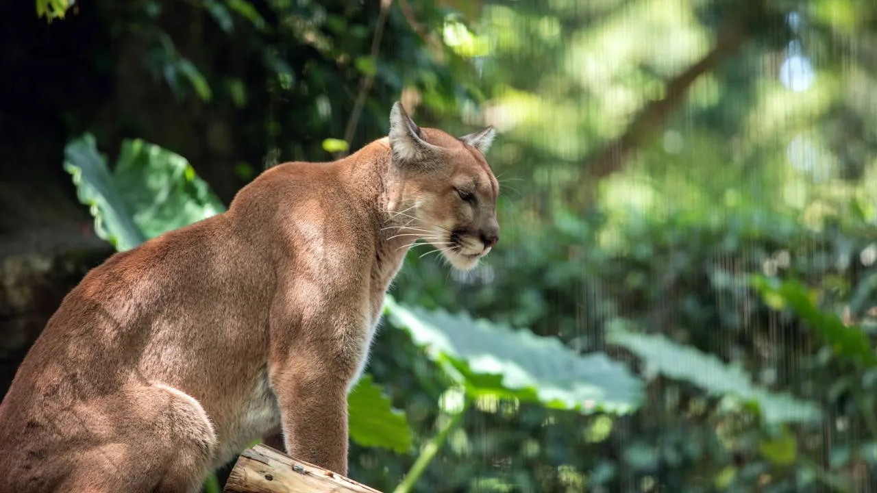 Puma na Mazowszu? Wszczęto alarm, ale finał sprawy zaskoczył wszystkich