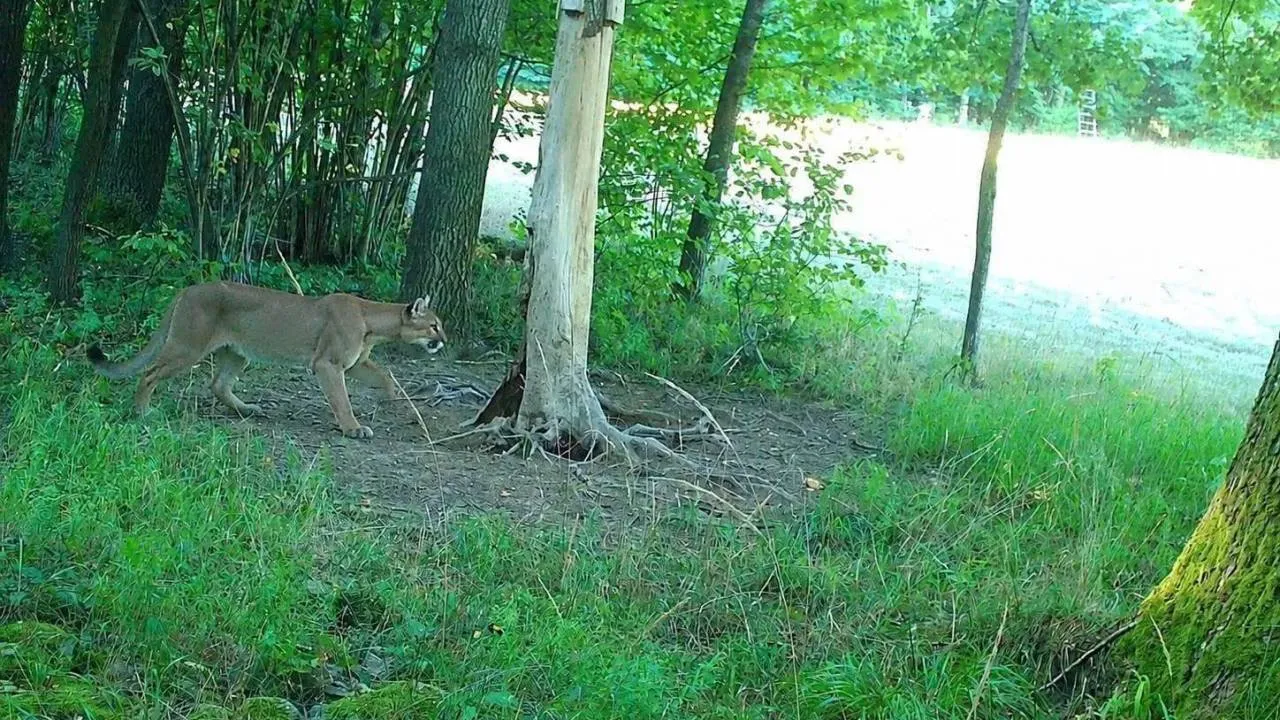Puma na Dolnym Śląsku. Jest dowód