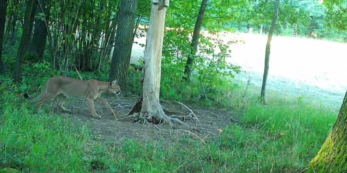 Puma na Dolnym Śląsku. Jest dowód