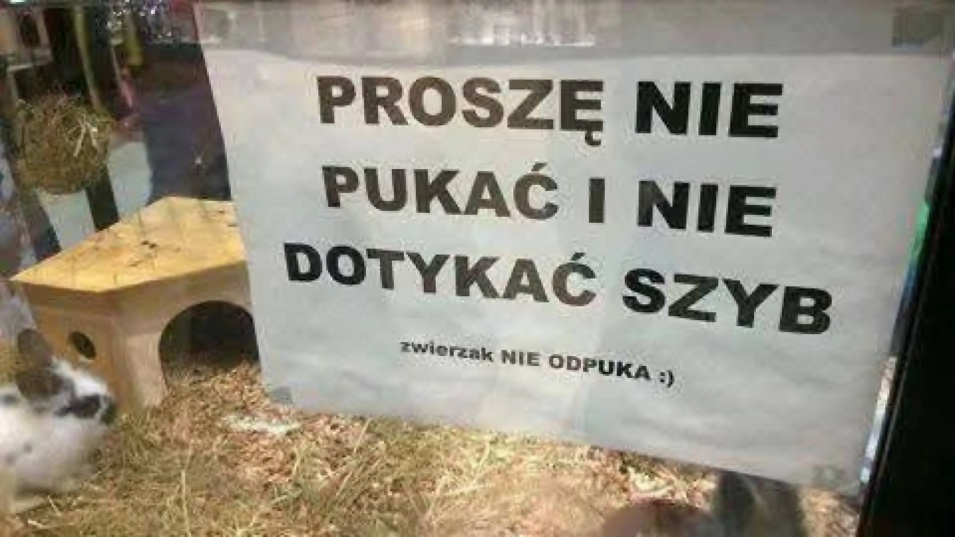 Szyba