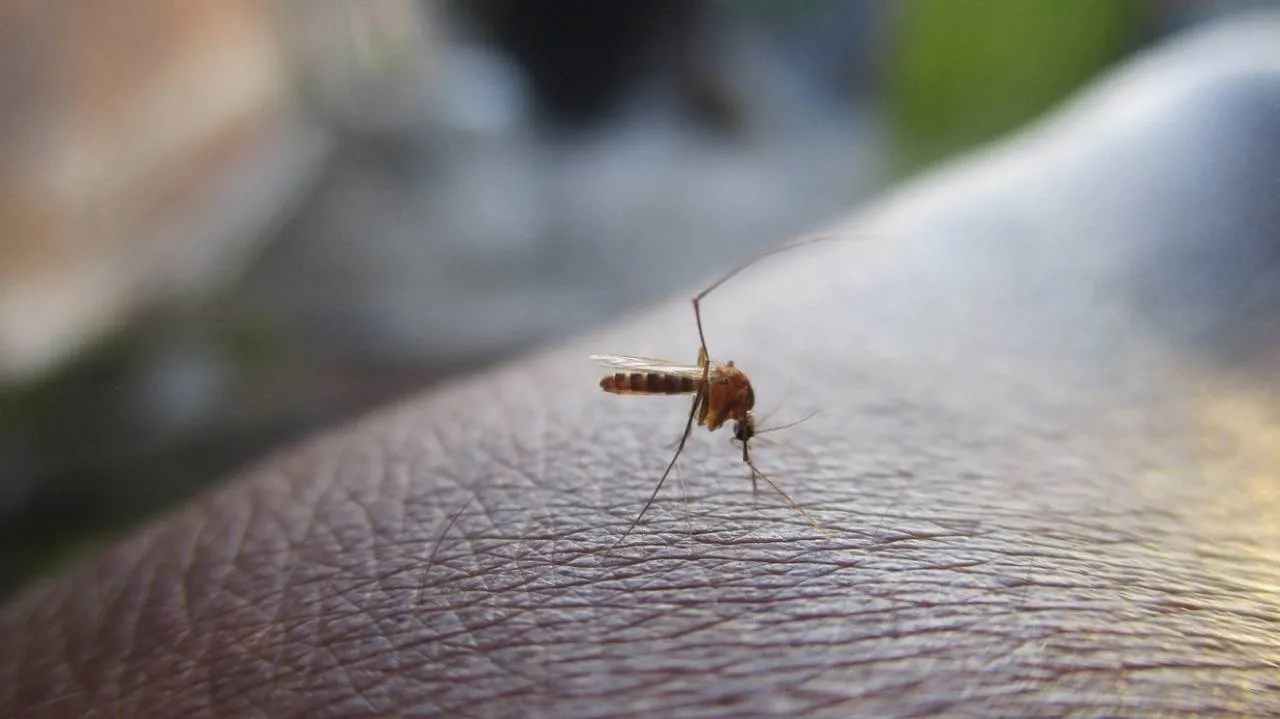 Malaria na lotnisku we Frankfurcie. Jeden pracownik nie żyje, pięciu zakażonych