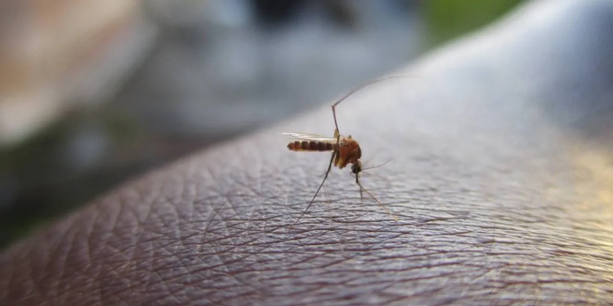 Malaria na lotnisku we Frankfurcie. Jeden pracownik nie żyje, pięciu zakażonych