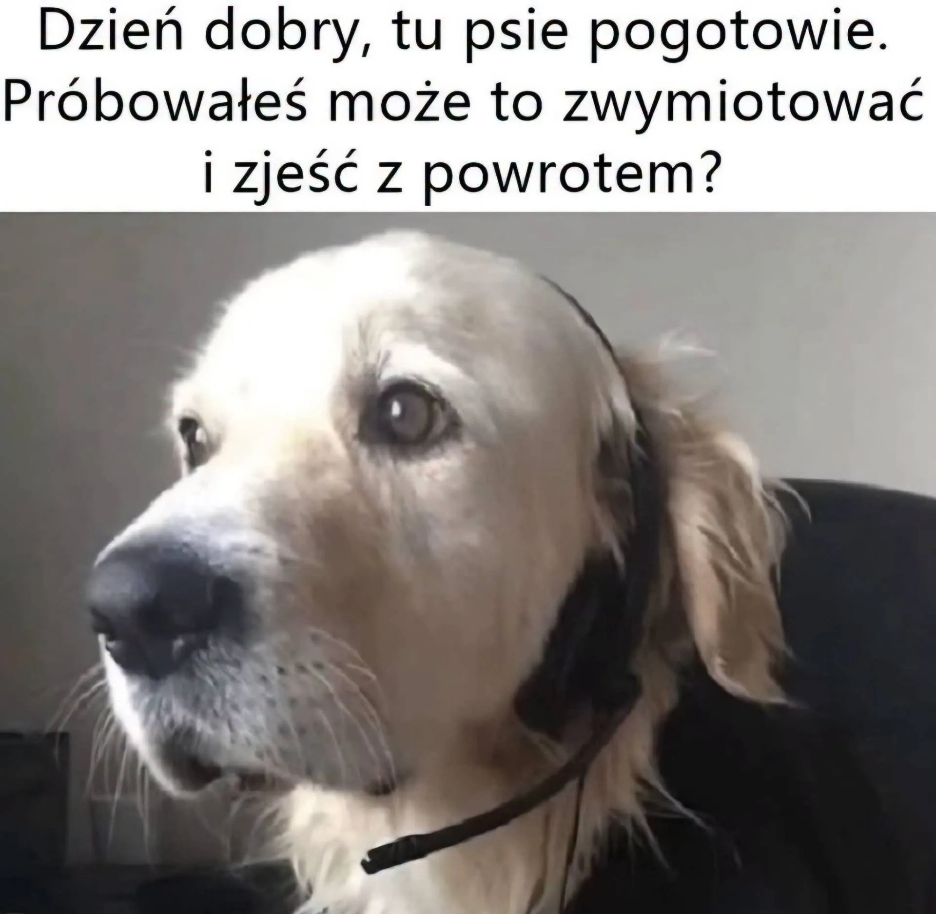 Psie pogotowie