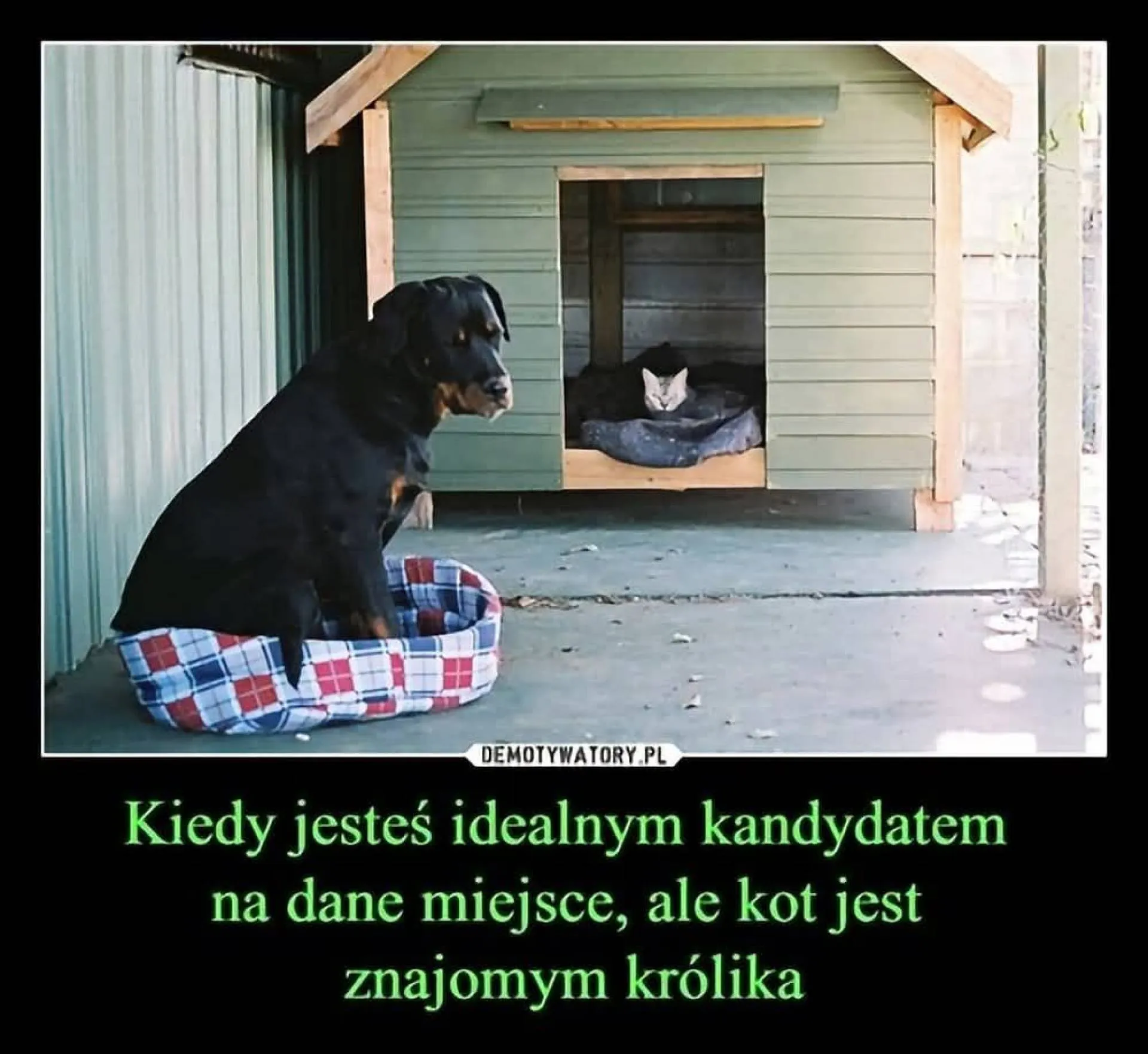 Znajomy królika