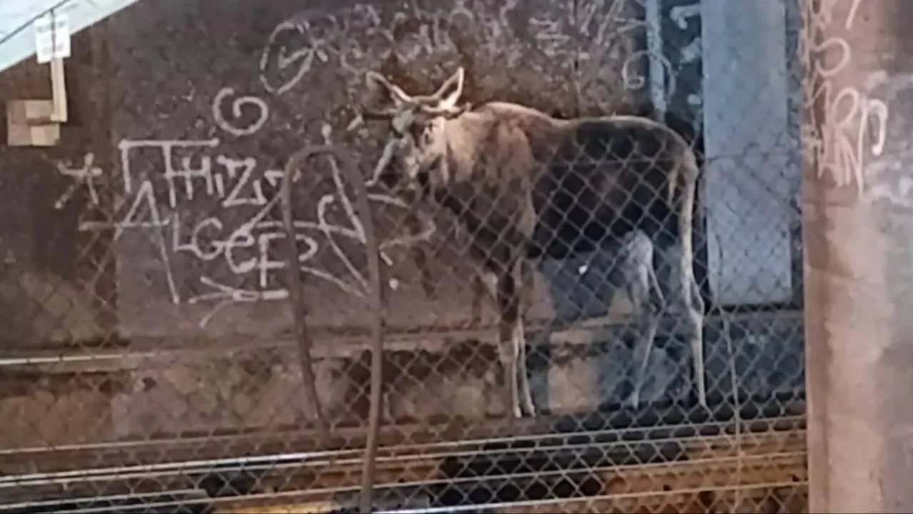 Setki pasażerów utknęło na Centralnym. Na peronie zjawił się łoś