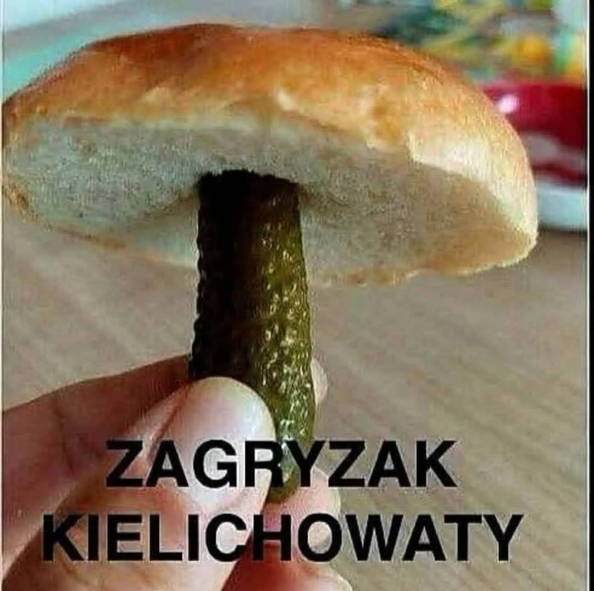 Grzyb
