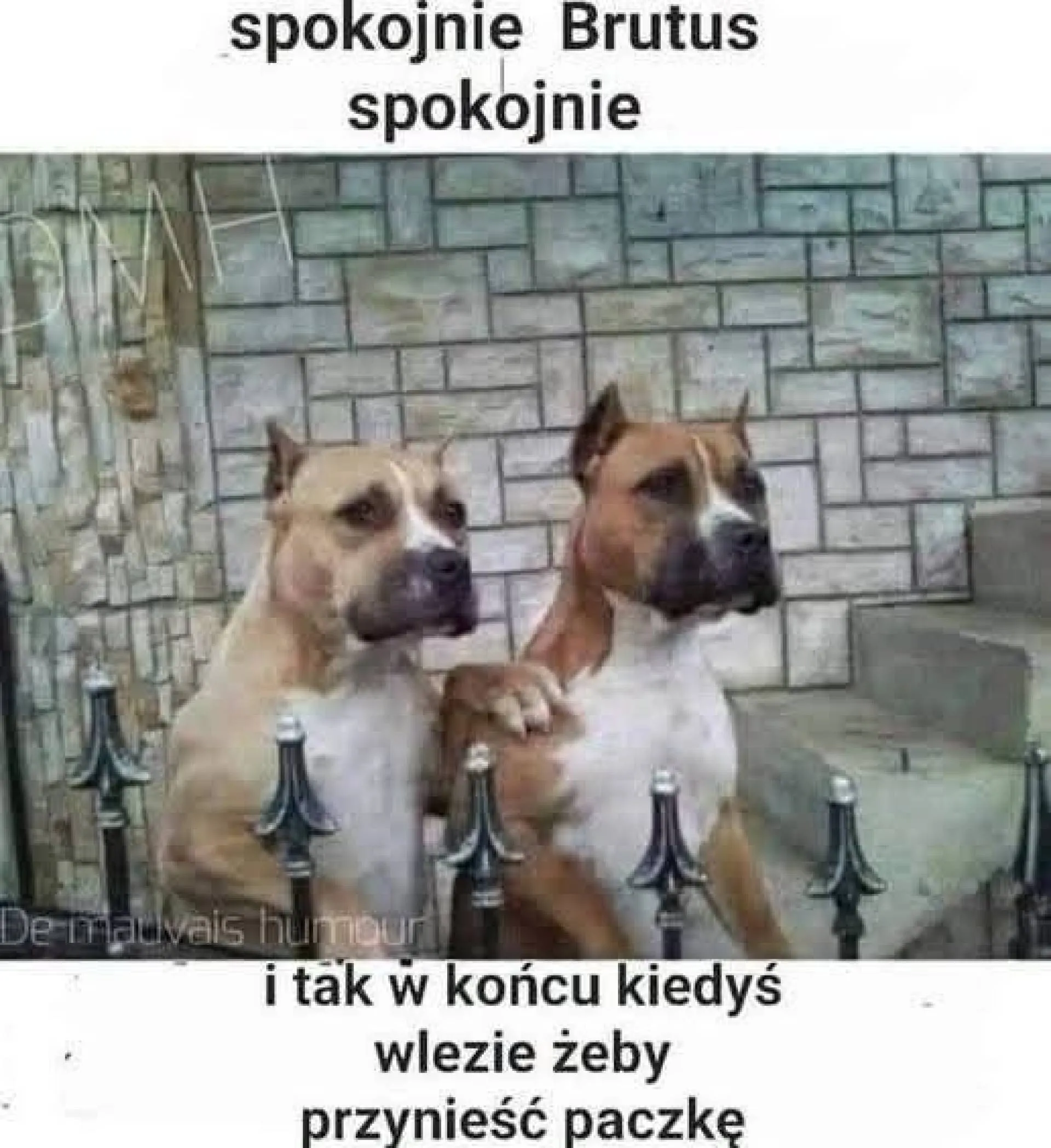 Brutus