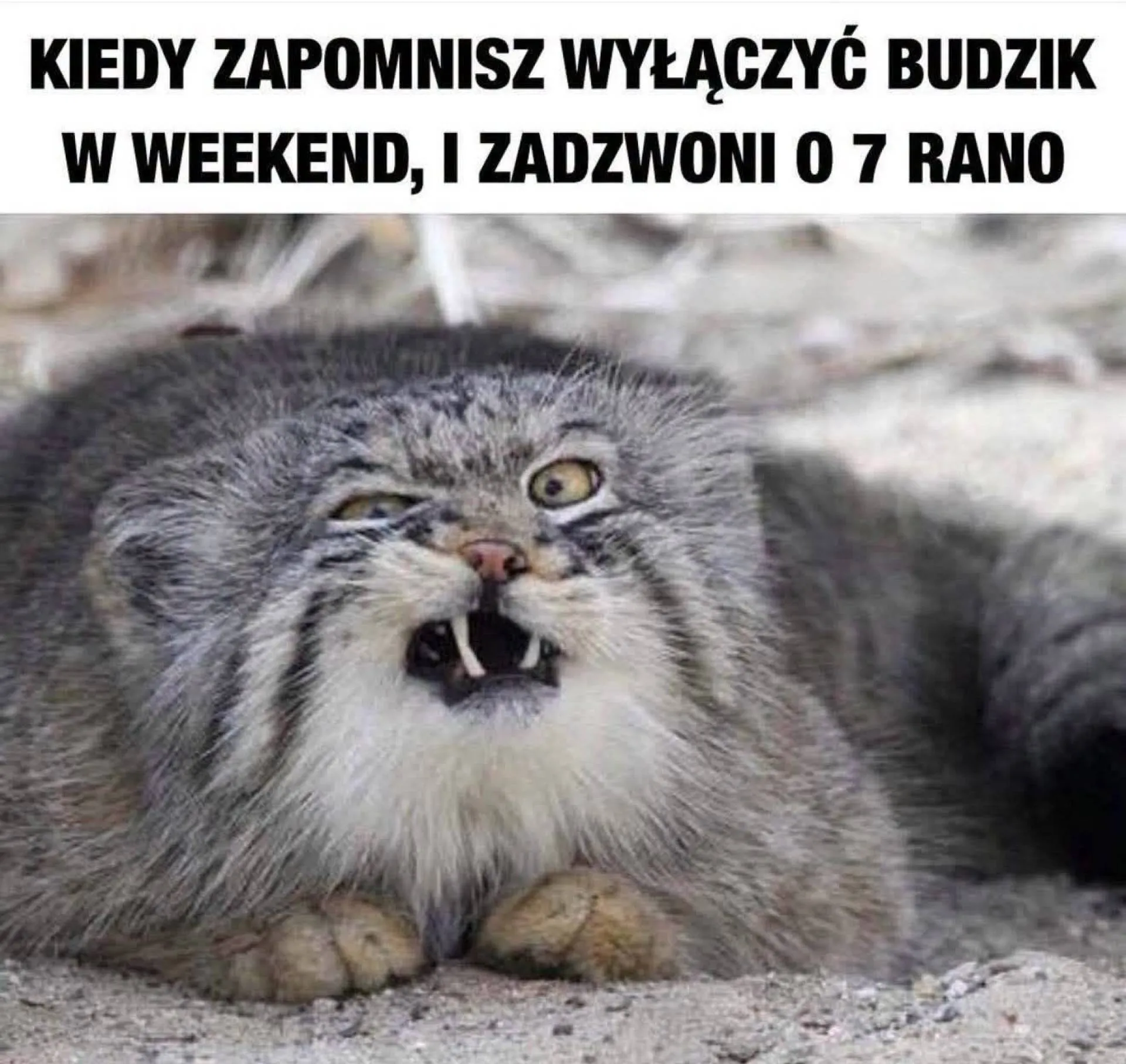 Ajaj