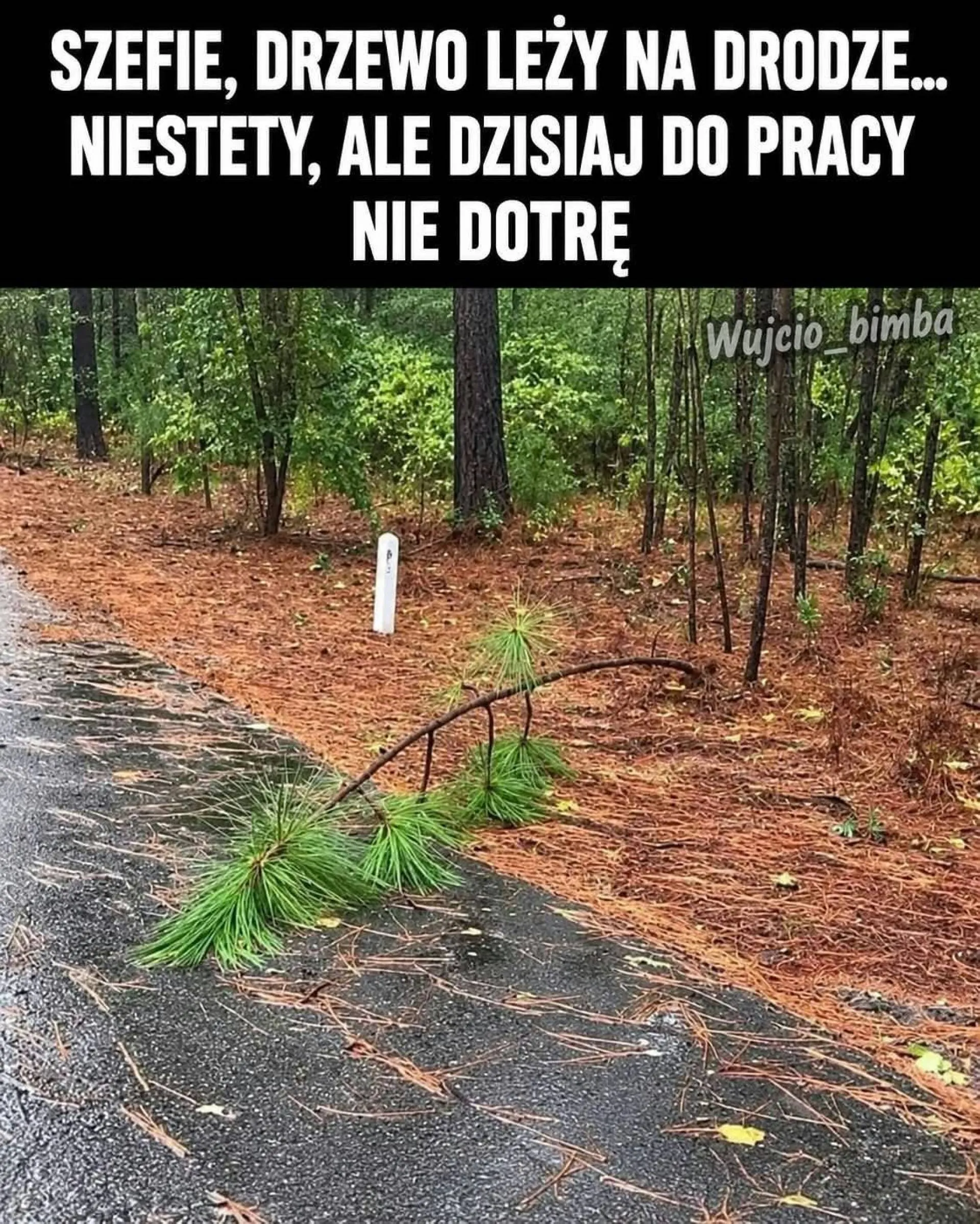 Drzewo na drodze