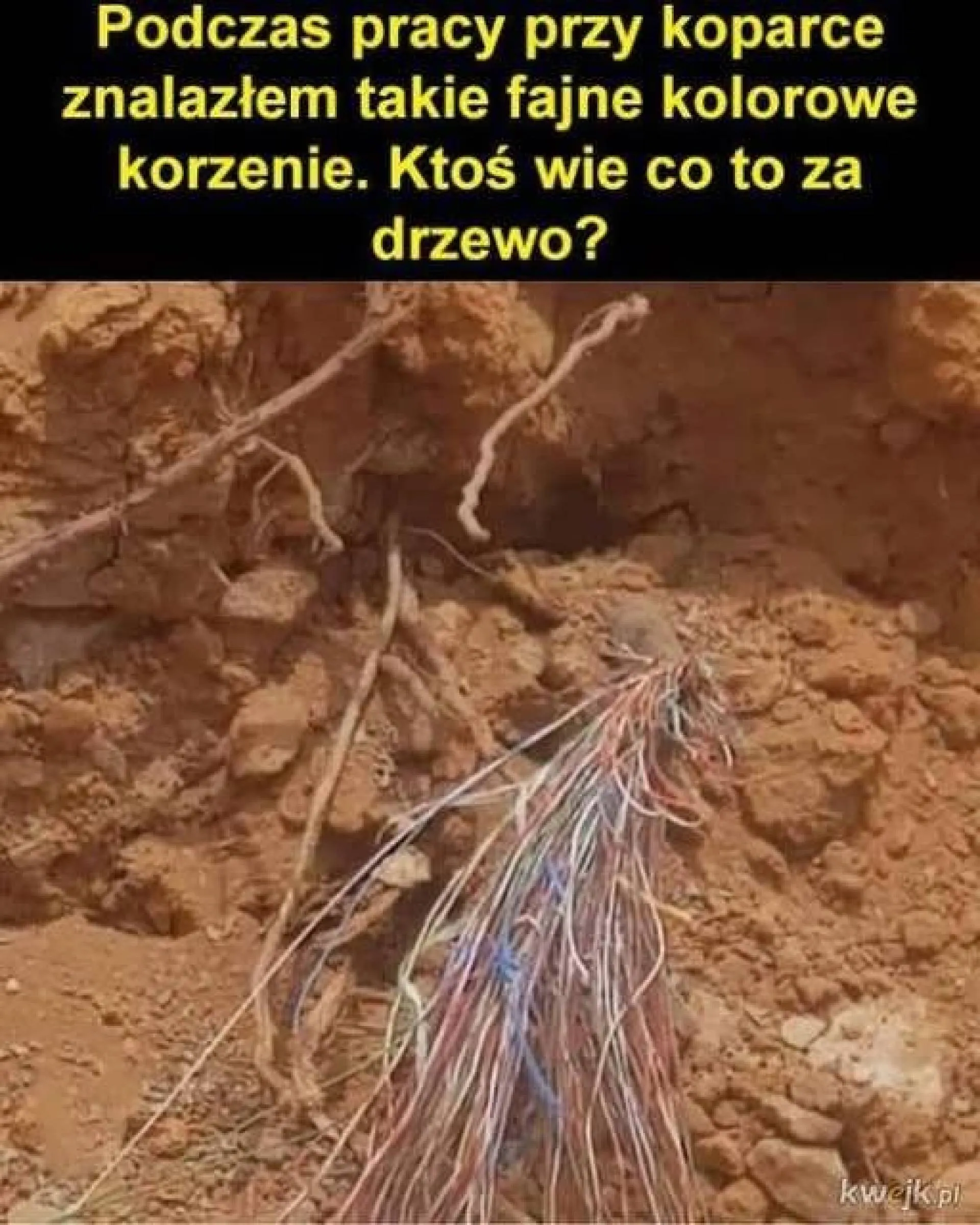 Ktoś kojarzy?