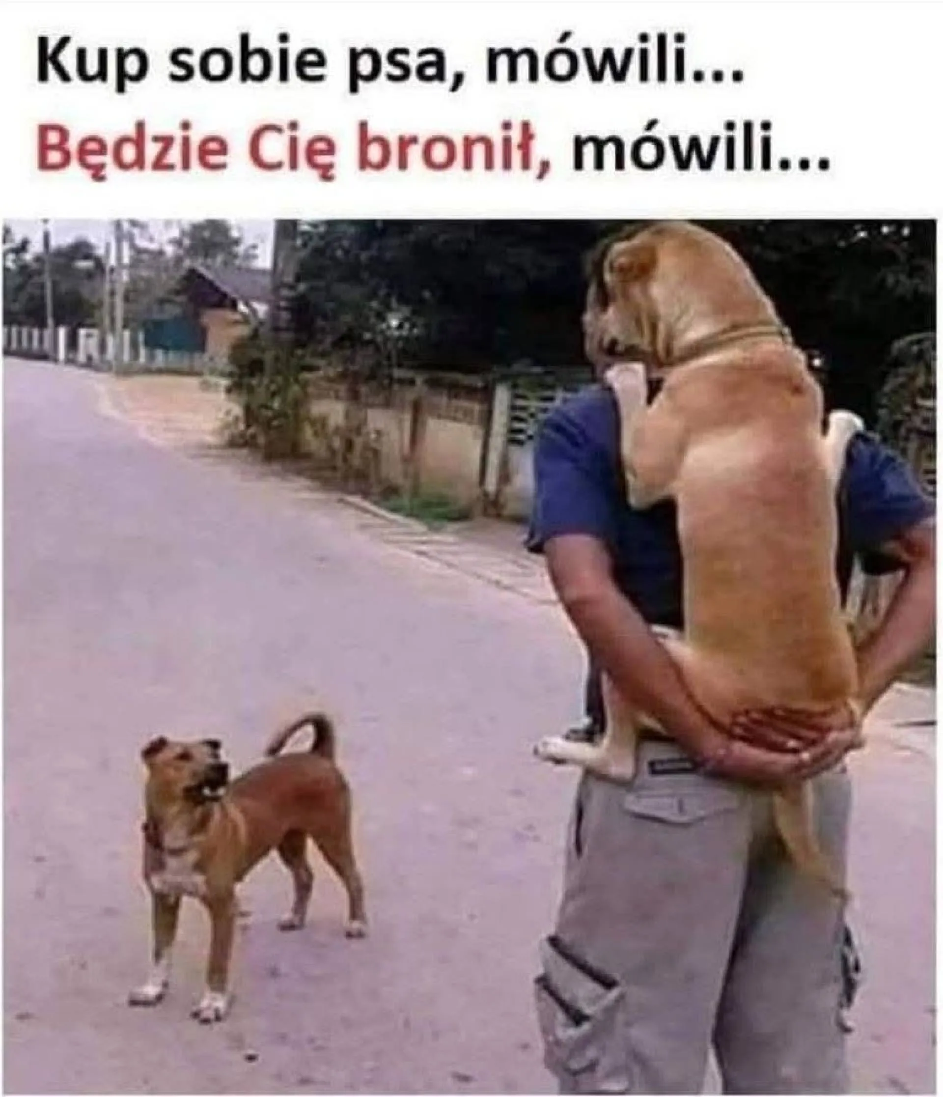 Kup sobie psa