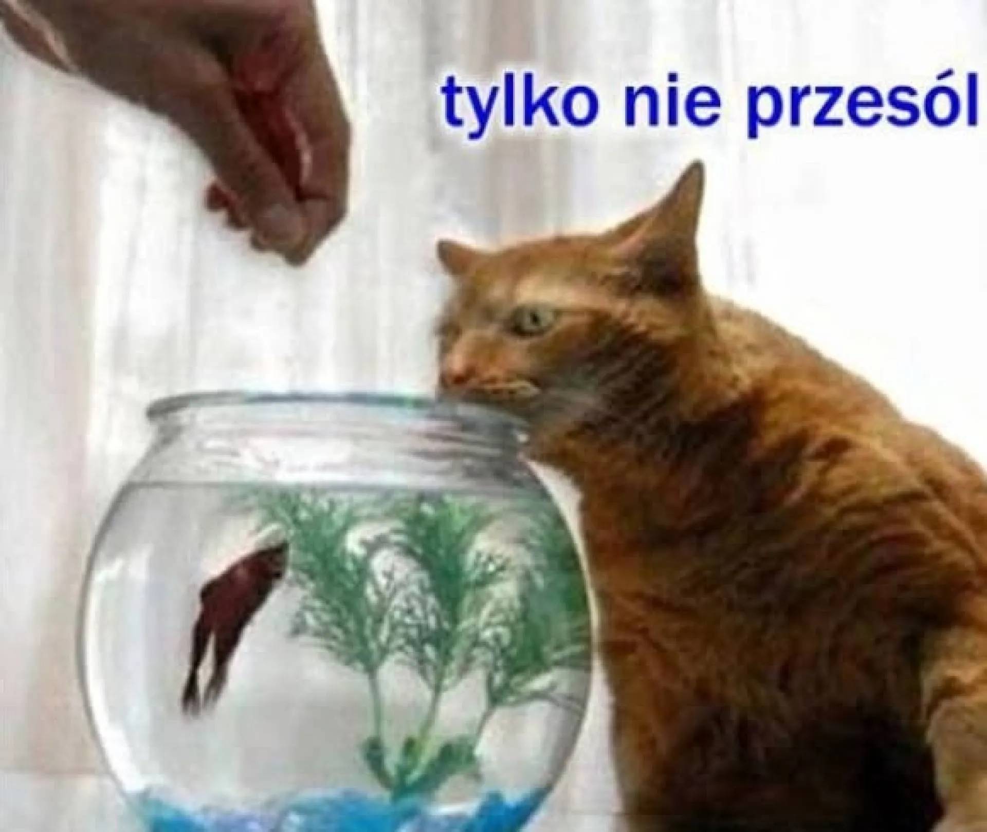Nie za dużo soli