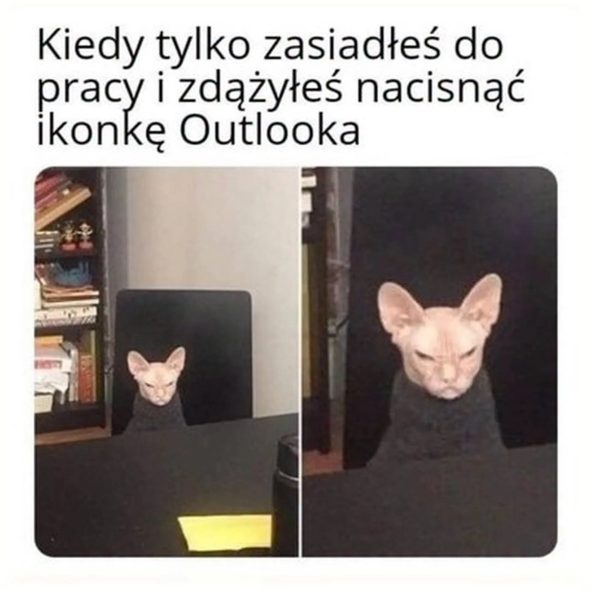Kot obrażony